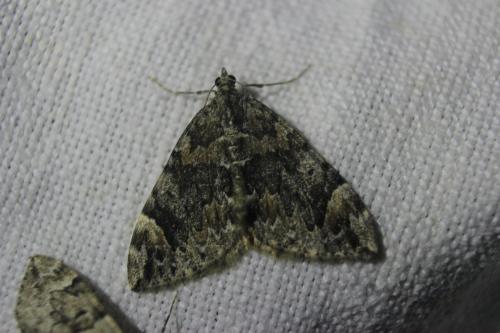 Dysstroma citrata